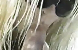 XXX ورزش بلوند با ماساژ وابسته فیلم داستانی شهوانی به عشق شهوانی آلت تناسلی مردانه